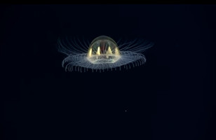 this-footage-of-a-glowing-jellyfish-will-blow-your-mind