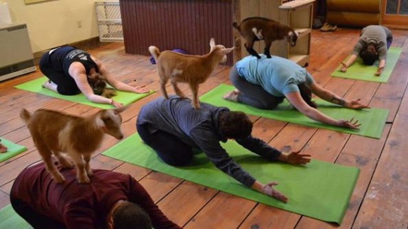 Goat Yoga Is The Best Kind Of Yoga There Ever Was-1
