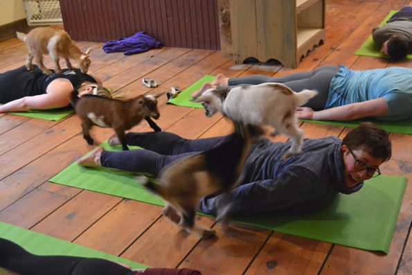 Goat Yoga Is The Best Kind Of Yoga There Ever Was-2