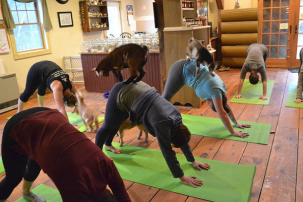 Goat Yoga Is The Best Kind Of Yoga There Ever Was-3
